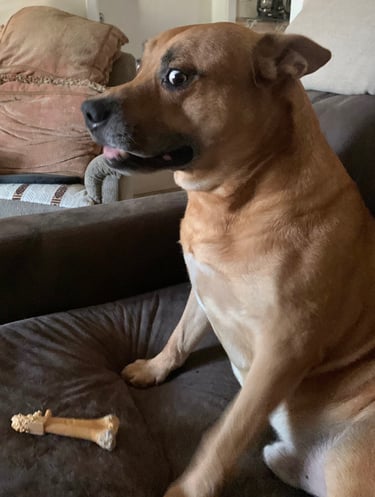 a dog sitting on a couch with a bone looking with side stare