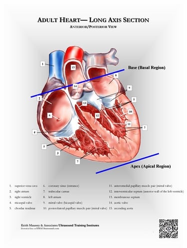 Adult heart- longitudinal section anatomy chart.