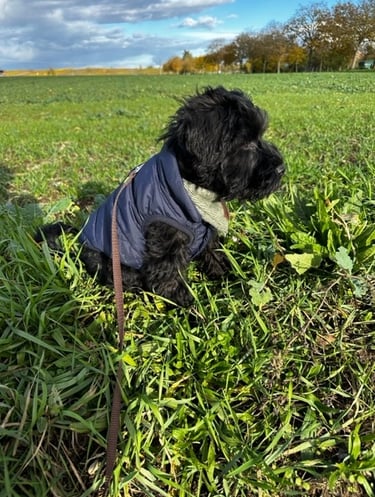 Marley dans un champ
