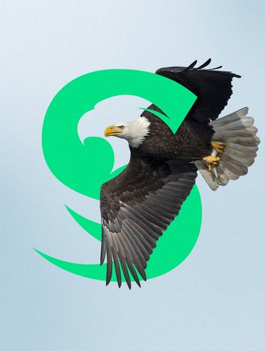 a bald eagle soaring through the air