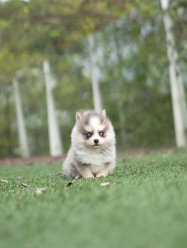 Puppies for Sale