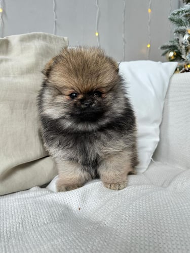 Puppies for Sale