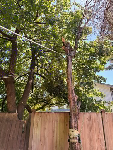 A hazardous tree removal is being done with rope rigging in Lynnwood Washington