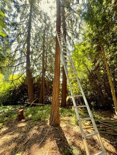 Hazardous tree removal preparation in Woodinville back yard