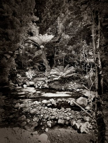 The Australian Journey - rainforest 16, 2024 ©Regina Anzenberger