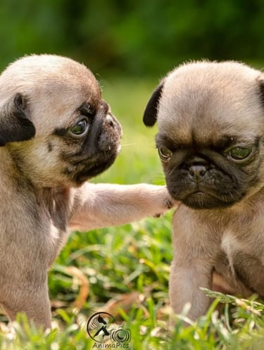 two small pug dogs are sitting on the grasse carlin