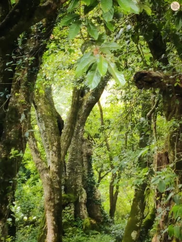 Distant view of a 500-year-old Nandi-shaped tree trunk inside Kodaikanal forest.
