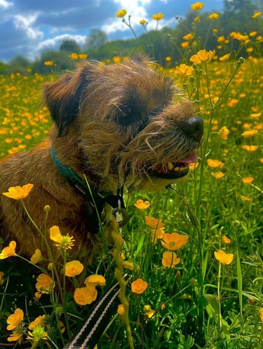 Click for information on dog walking and dog sitting services in Milton Keynes