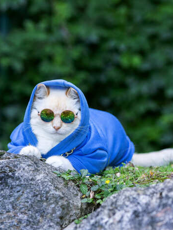 Un gato blanco con estilo, que lleva una sudadera con capucha azul y gafas de sol redondas