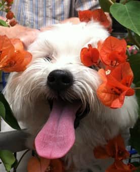 white maltipoo with tongue out