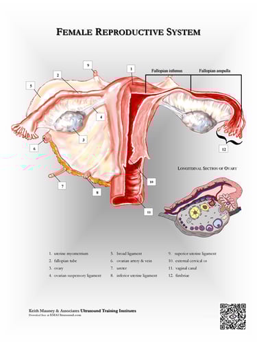 Uterus, fallopian tubes and ovaries anatomy chart.