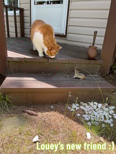 Louey the cat curiously greets a chipmunk on porch steps, a sweet moment of nature and friendship.