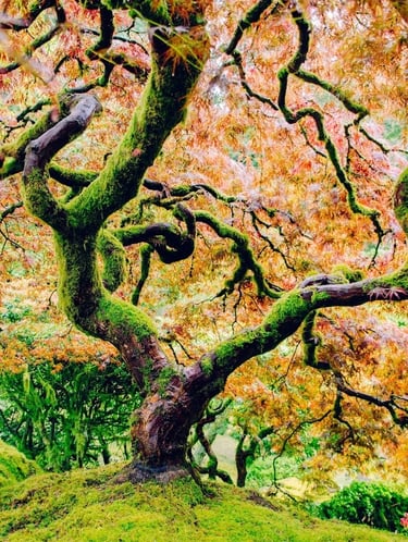 Portland, OR - Incredible maple tree in fall colors at the Japanese Gardens