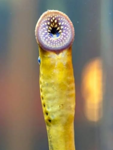 Portland, OR - Zoo alien is a Lamprey from the Columbia River