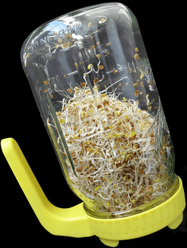 Soaked & Sprouted Seeds, Beans, Grains, & Nuts