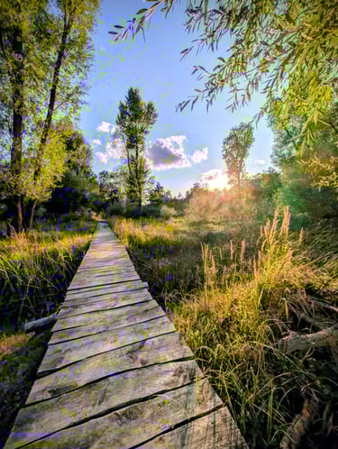 Wooden boardwalk through tall grass and trees under a bright blue sky with sunlight.