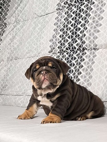 English Bulldog puppies for sale