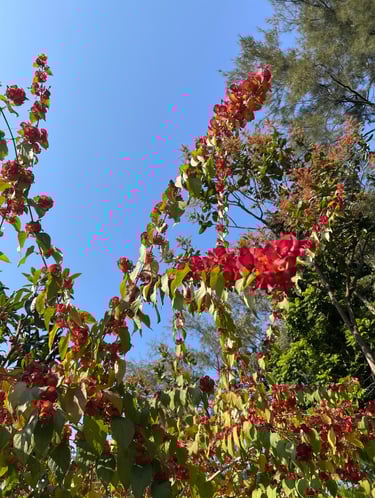 a tree with red flowers on a sunny day