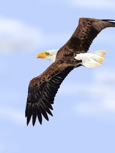 Eagle soaring