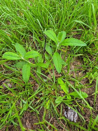 week 7 butterfly bush