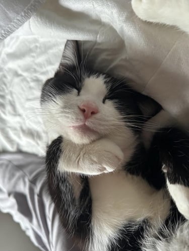 Click for information on cat feeding and cat sitting services in Milton Keynes