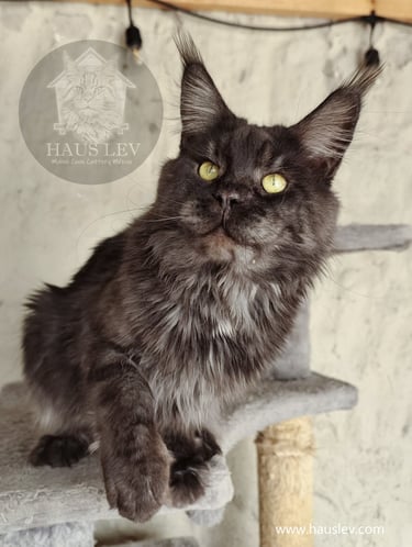 Gato Maine Coon Negro Humo Black Smoke en México.