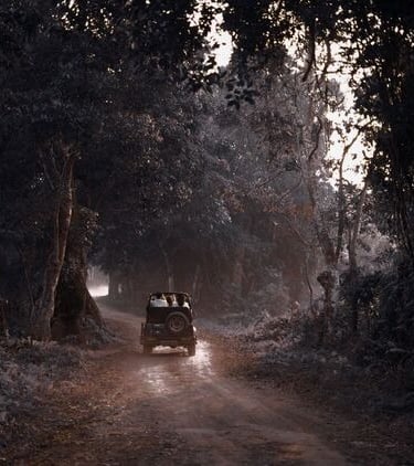 jeep in ranthambore national park