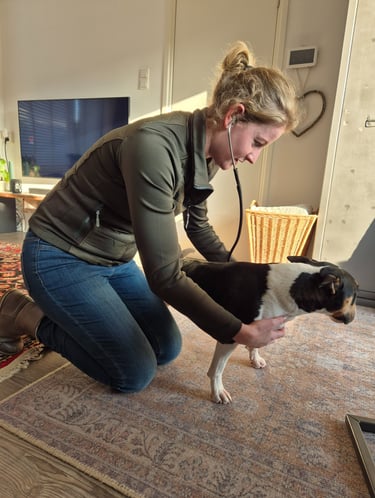 Onderzoek hond dierenarts De Dijk Leerdam