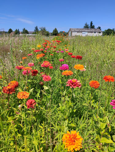 bande fleuries pour la biodiversité