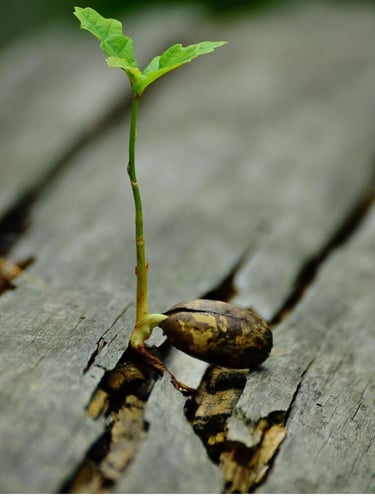 graine en train d'éclore , comme un clin d'oeil à l'éclosion d'une nouvelle version de moi après une