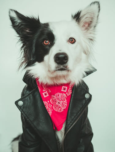 Un Border Collie blanco y negro con una chaqueta de cuero negra y un pañuelo rojo estampado.