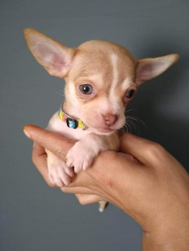 Un pequeño cachorro de chihuahua de color marrón claro y blanco, con orejas grandes, en unas manos