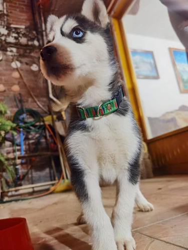 Un cachorro de husky siberiano de ojos azules con un collar verde estampado