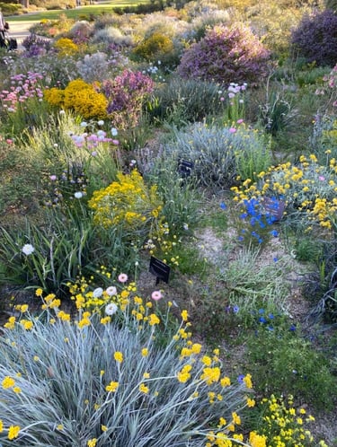 Layered perennial garden with colorful flowers, grasses and soft planting textures creating a natura