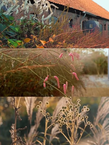 Close-up of fading grasses, seed heads and seasonal planting textures inspired by Piet Oudolf garden