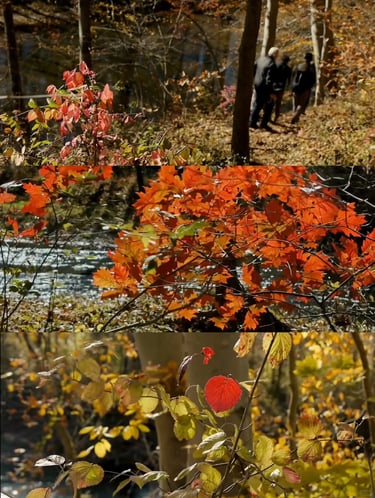 Autumn garden details with colorful leaves, seed heads and warm seasonal textures showing the beauty