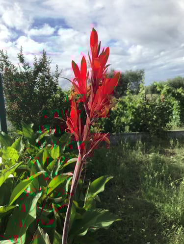Foto van rode bloem