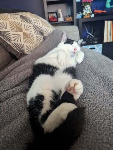 sleeping cat curls up on a cozy blanket on their pet sitters legs