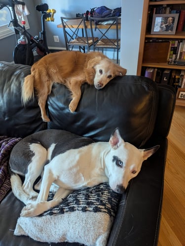 two dogs tired after a long day of walks with their dog walker