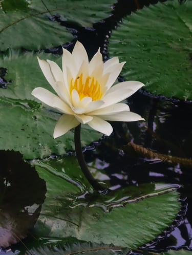 A blooming white water lily with a yellow center floating among green lily pads in a garden . Bali