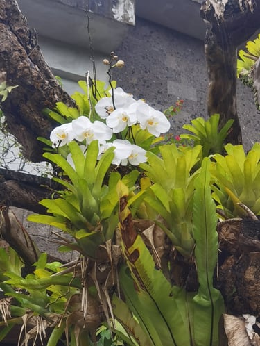 White moth orchids and green bromeliad plants growing on a tropical tree trunk.