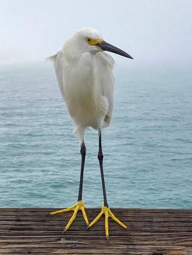 Snowy egret standing on a wooden pier in soft morning fog, bright yellow feet visible.
