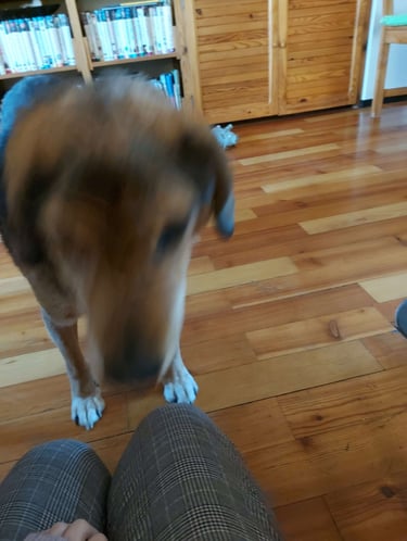 BLurry picture of a dog