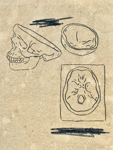 Rough sketch studying the inside of the human skull
