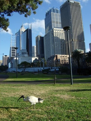 veduta dal basso di ampio giardino con un volatile australiano e sfondo di grattacieli di Sydney