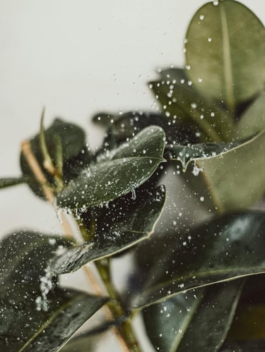 Ficus elastica Audrey plant care guide