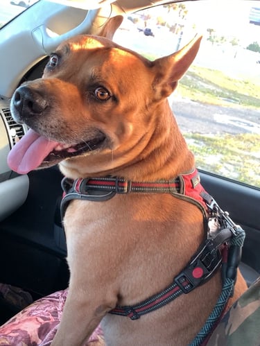 A brown pit bull mix wearing a red harnesssitting in the passenger seat of a car with tounge o trip.