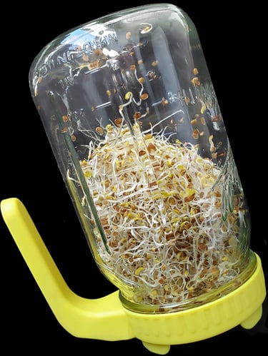 Soaked & Sprouted Seeds, Beans, Grains, & Nuts