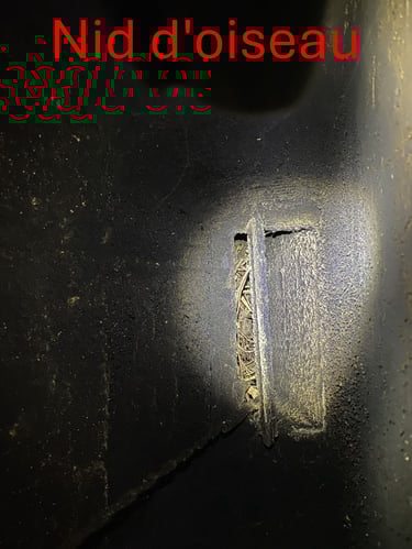 Nid d'oiseau Plérin avant extraction