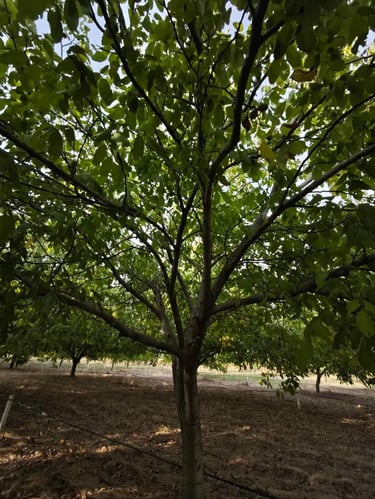 Porodična plantaža oraha u Srbiji